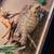 11mo old beardie 1 thumbnail