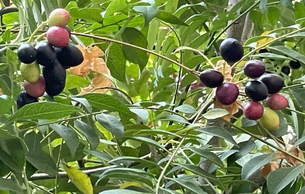 Curry leaf seeds   15 for $3 1