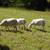 Replacement ewe sheep 3 thumbnail