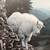 Framed print of mountain goats 3 thumbnail