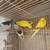 Parakeets 2 thumbnail