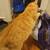 Ginger Tabby Male Cat (Vaccinated & Spayed) 10 thumbnail