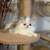 persian kittens 4 thumbnail