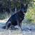 Akc German shepherds Working line 6 thumbnail