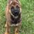 AKC German Shepherd pups 1 thumbnail