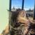 Persian mainecoon kitten 2 thumbnail