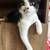 Rehoming my 4 month old kitten 3 thumbnail