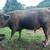 HighPark bull 1 thumbnail