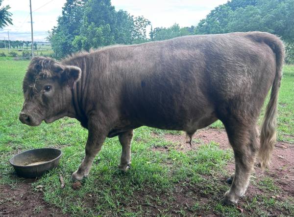 HighPark bull 1