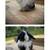 Holland Lop Bunny Rabbit/ Bunnies 2 thumbnail