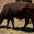 Longhorn/ corriente cattle 6 thumbnail