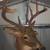 Mounted 10 Point Buck 3 thumbnail