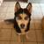 3 male Huskies 1 thumbnail