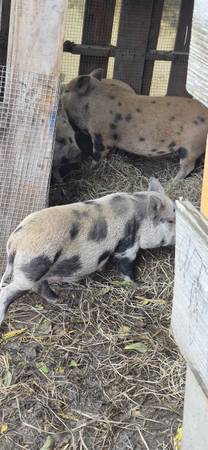 3 month old feeder gilt pigs 1