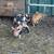 Kunekune Piglets 3 thumbnail