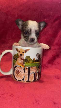 teacup party 1