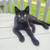 Farm cats 1 thumbnail