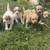 Cavapoos 1 thumbnail