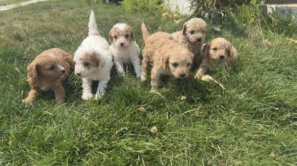Cavapoos 1