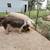 Feeder Piglets in Marmaduke-NO HOLDS 6 thumbnail