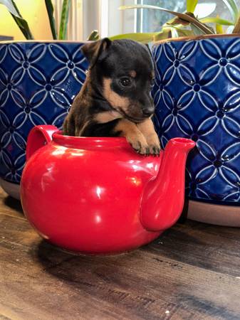 Miniature pinchers puppies ?63920016353538122