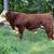 Registered Hereford Bull 1 thumbnail