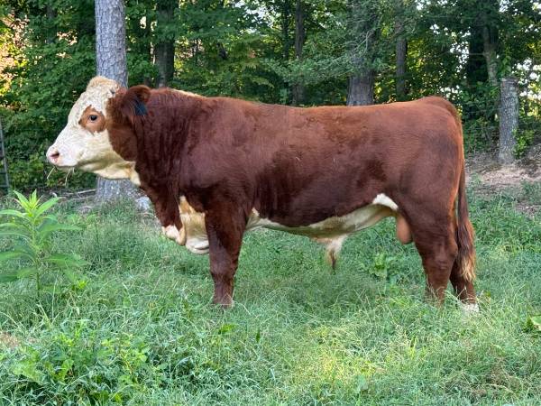 Registered Hereford Bull 1