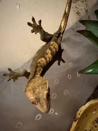 male crested gecko