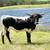 Texas Longhorn Heifers For Sale 1 thumbnail