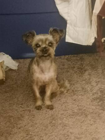 Yorkie mezclado63661489841667121