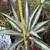 30” Tall XLarge Potted Variegated Agave Plant 5 thumbnail