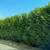 Excelsa Cedar Trees 5 thumbnail