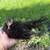 Kikiriki pullets 8 thumbnail