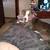 2 year old free unfixed female timid dog 2 thumbnail