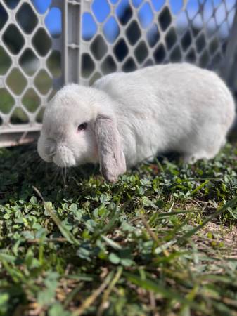 Holland Lop (New lexington)63969251446275121