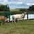 Registered Katahdin Rams 5 thumbnail