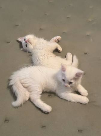 Gatos Persa/Himalaya (McAllen)64148953290113120