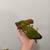 Sun conures 3 thumbnail