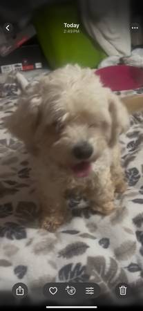 Two 3 year old poodles 1