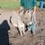 Miniature donkey gelding 1 thumbnail