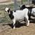 Nigerian Dwarf does and doelings 2 thumbnail