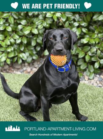 $1,595 / 1br - Richmond Flats: Where You Can Have a Ball (or Two)! (SE Portland, SE Division, Caruthers)63672637153921120