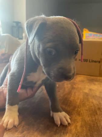 Cachorros Blue Pitbull (Oklahoma City)63670608776833121