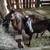 Sold. Goat Wethers 1 thumbnail