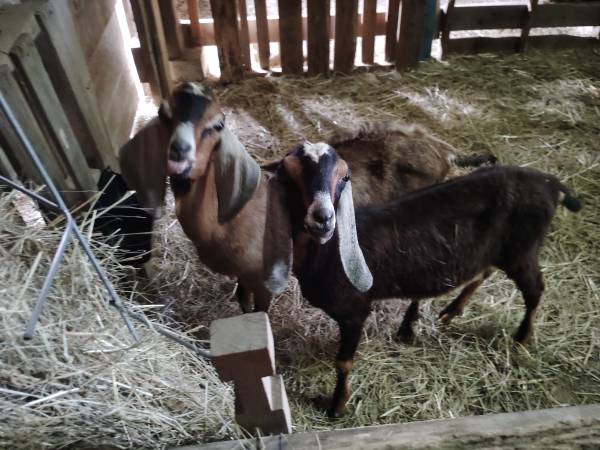 Sold. Goat Wethers 1