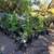 Japanese Maples, Cedar Hedge trees, Pecan, Topiary Evergreen 9 thumbnail