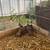 Bobwhite Quail 1 thumbnail