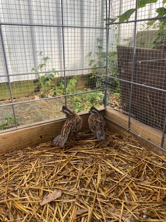 Bobwhite Quail 1