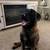 Rehoming Belgian Malinois 1 thumbnail