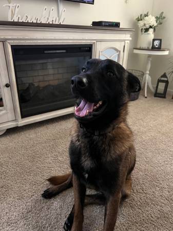 Rehoming Belgian Malinois 1
